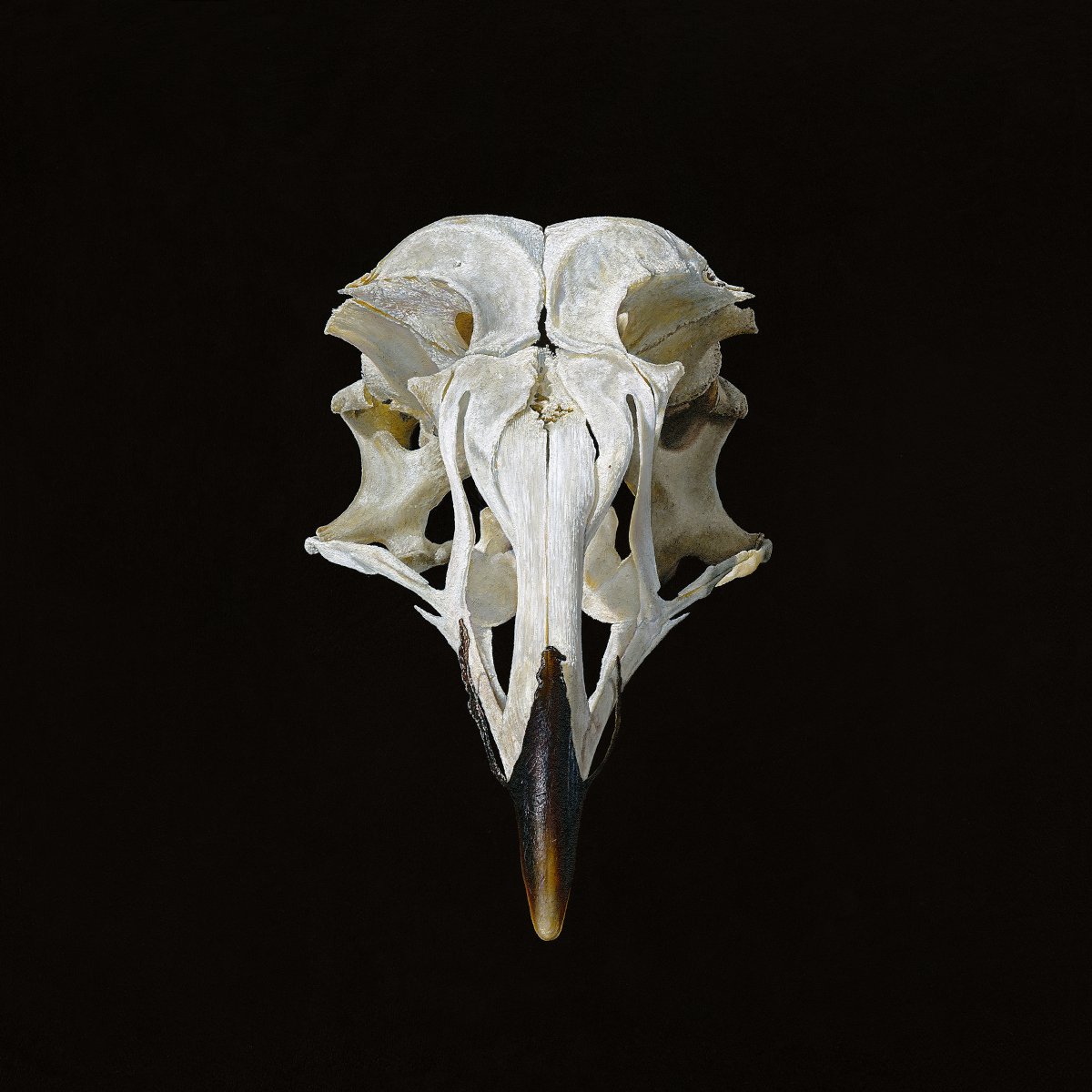 Gull / Möwe - Christoph Eberle