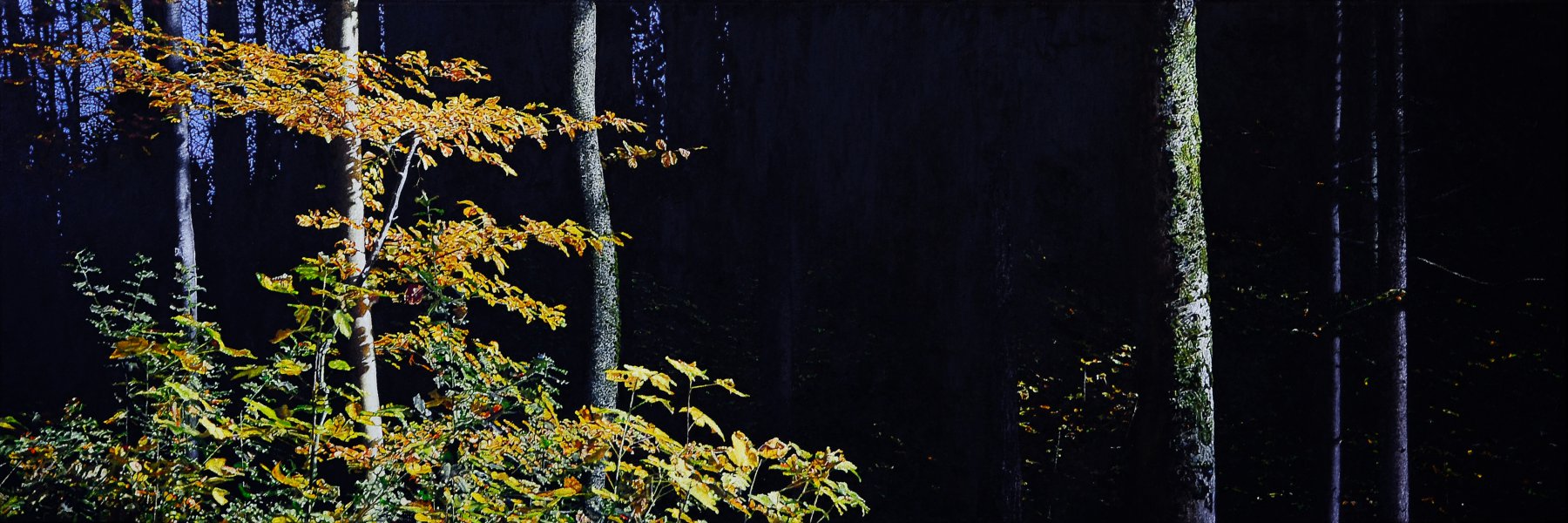 Wald - Christoph Eberle
