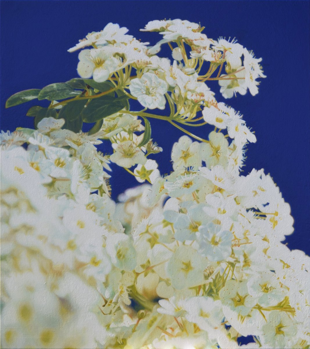 Blossom 1 - Christoph Eberle