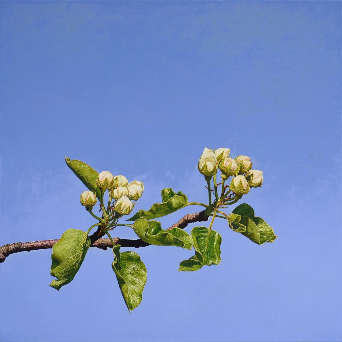 Blossom 3 - Christoph Eberle