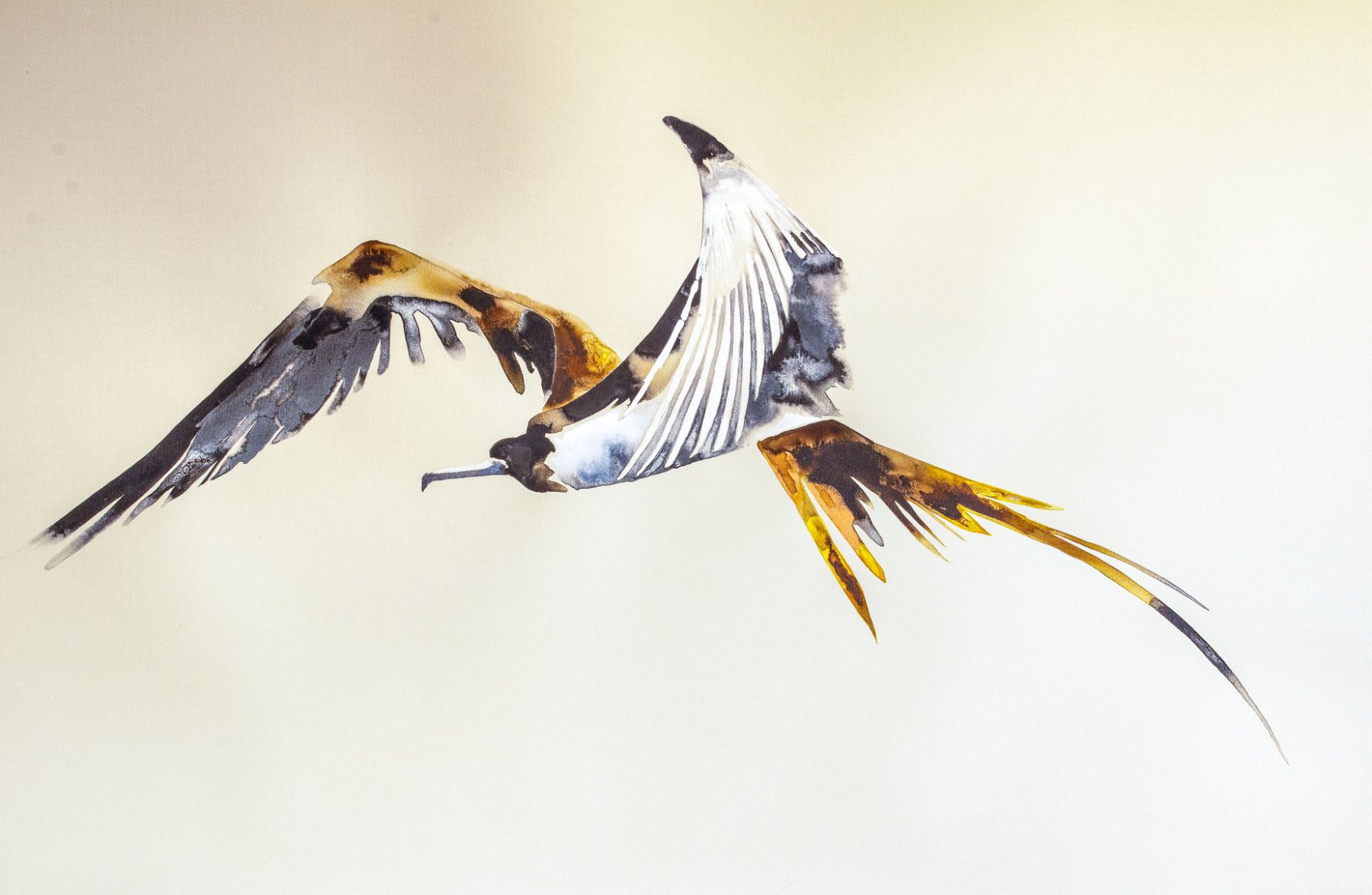 Magnificent Frigate Bird  - Eilbhe Donovan